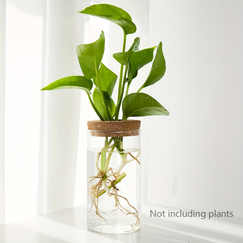 Maceta de vidrio para plantas  - Propagation Station Vase reseña y precio
