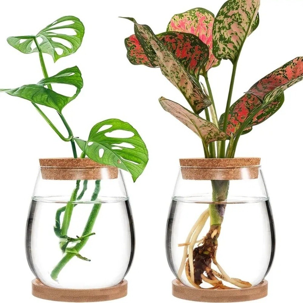 Maceta Hidropónica Transparent - Propagation Station Vase reseña y precio
