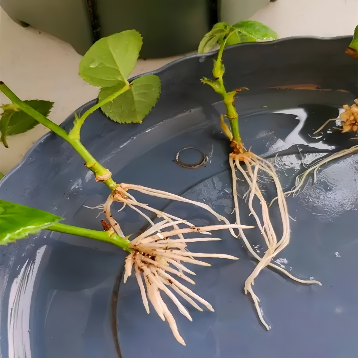 Ácido indoleacético IAA Auxina - Rooting Hormone Powder reseña y precio