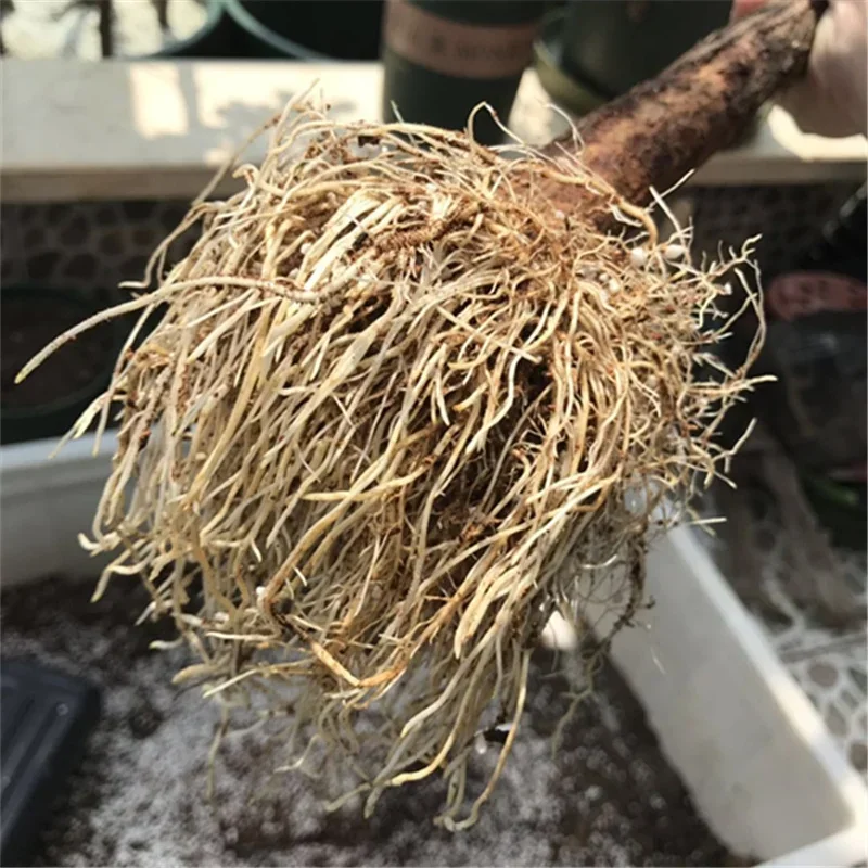 Polvo de enraizamiento rápido, - Rooting Hormone Powder reseña y precio