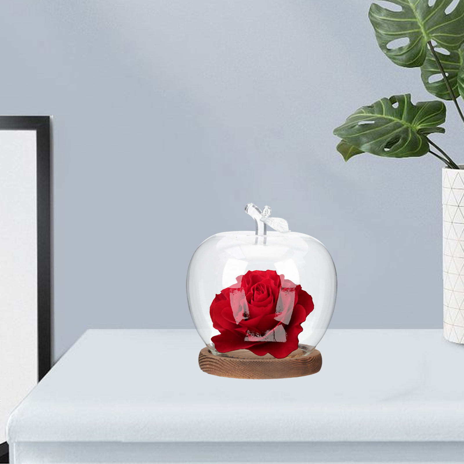 2 Campanas de Cristal con Base - Plastic Dome Clear reseña y precio